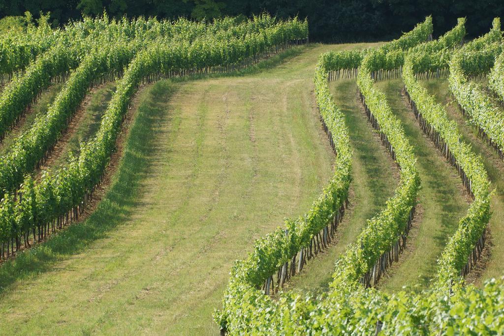 Winzerzimmer - Weingut Tinhof Eisenstadt Zewnętrze zdjęcie