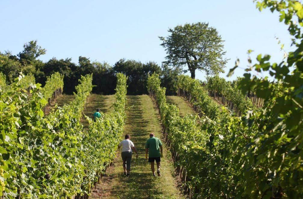 Winzerzimmer - Weingut Tinhof Eisenstadt Zewnętrze zdjęcie