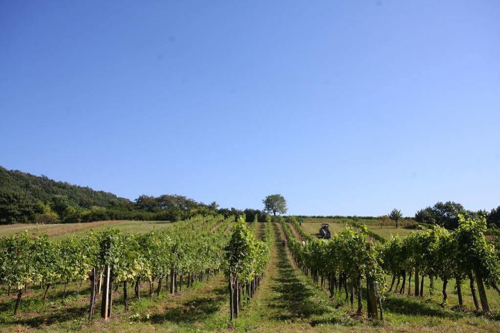 Winzerzimmer - Weingut Tinhof Eisenstadt Zewnętrze zdjęcie