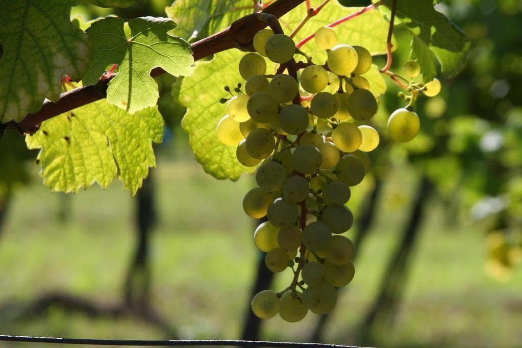 Winzerzimmer - Weingut Tinhof Eisenstadt Zewnętrze zdjęcie